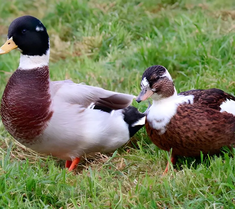 Pato miñon