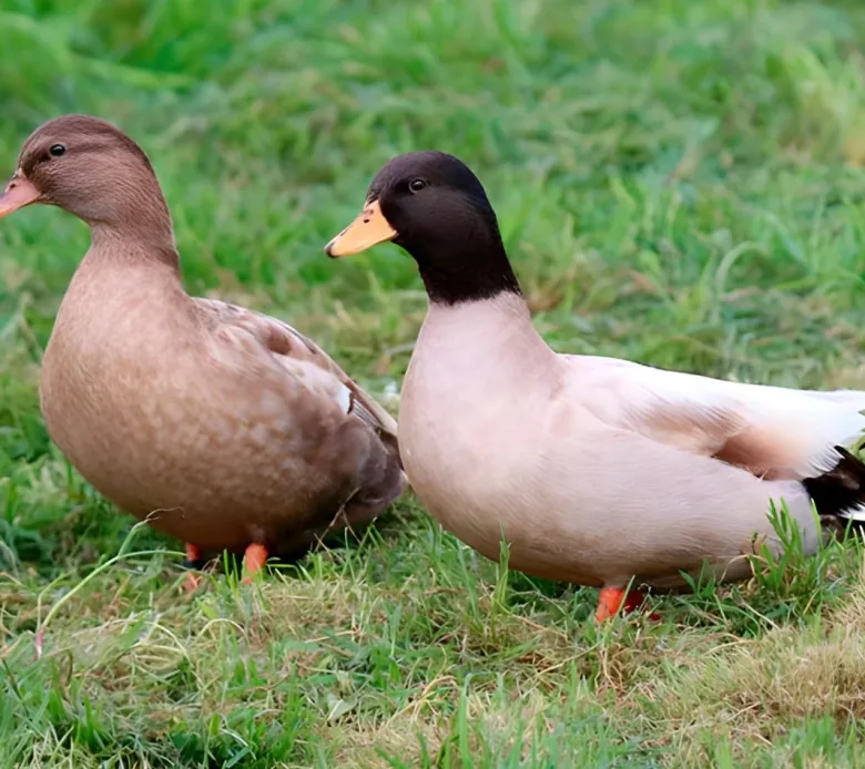 Pato miñon