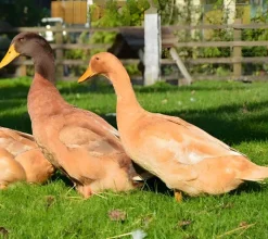 Pato Orpington
