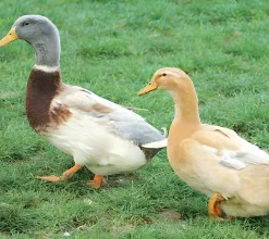Pato Saxe