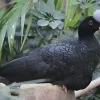 Paujil copete de piedra