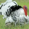 Pavo común