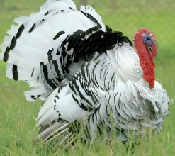 Pavo común