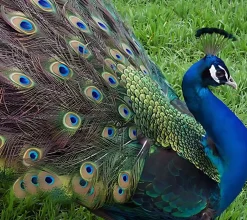 Pavo real ala negra