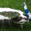 Pavo real arlequín