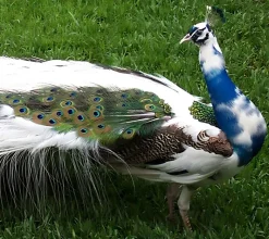 Pavo real arlequín