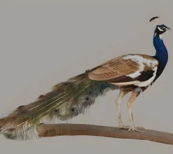 Pavo real arlequín