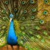 Pavo real azul