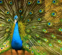 Pavo real azul