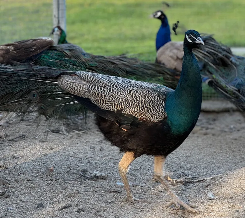 Pavo real azul