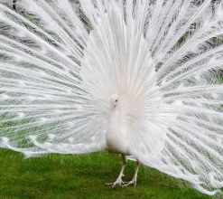 Pavo real blanco