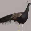 Pavo real bronce