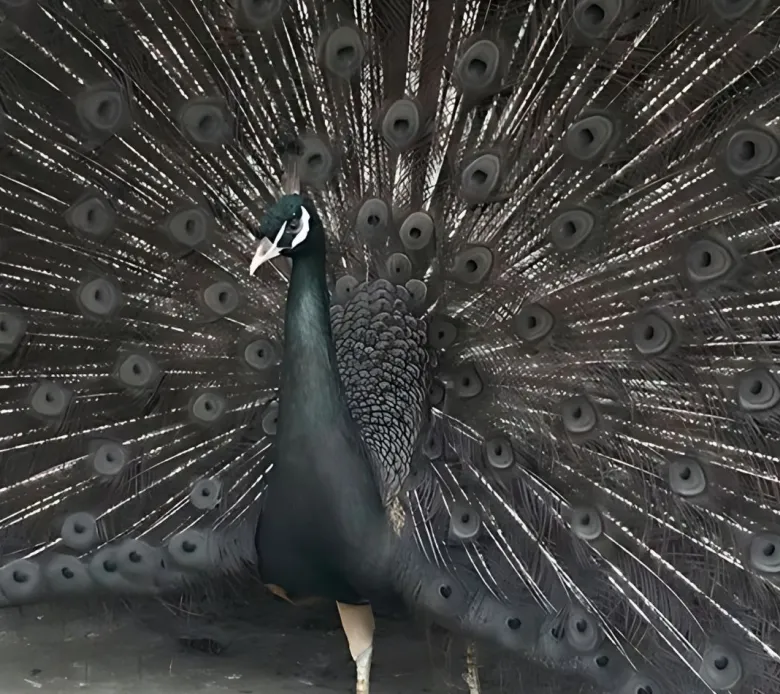 Pavo real bronce