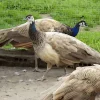 Pavo real púrpura