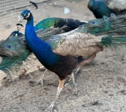 Pavo real púrpura