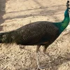 Pavo real spalding