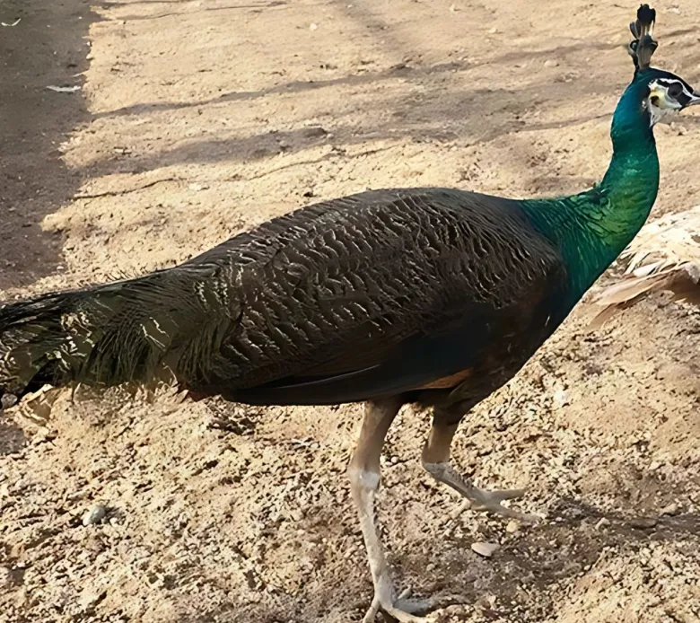 Pavo real spalding