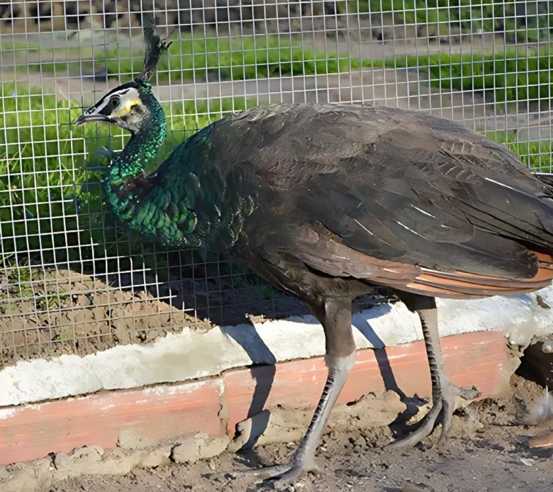 Pavo real spalding
