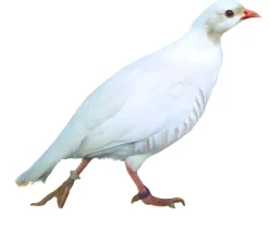 Perdiz blanca
