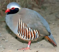 Perdiz gorginegra