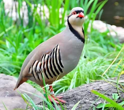 Perdiz griega
