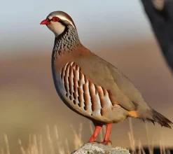 Perdiz roja