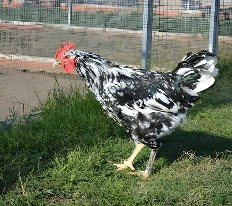 Pinta Asturiana