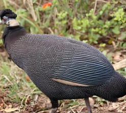 Pintada Moñuda