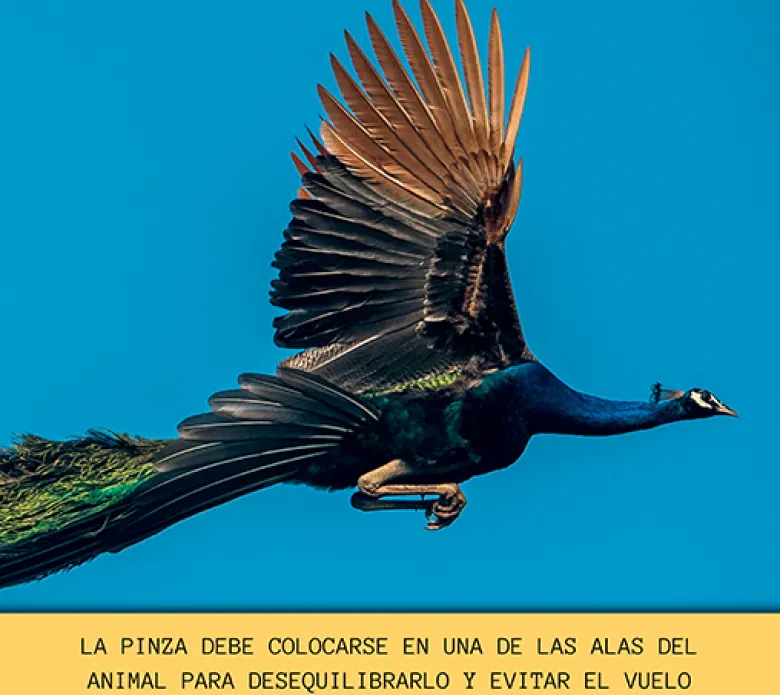 Pinza evitavuelos