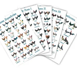 Posters