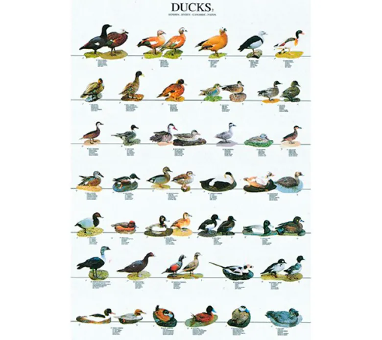 Posters