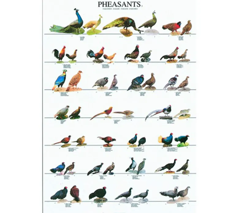 Posters