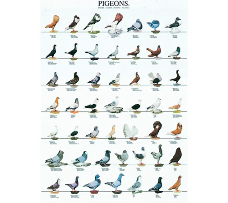 Posters