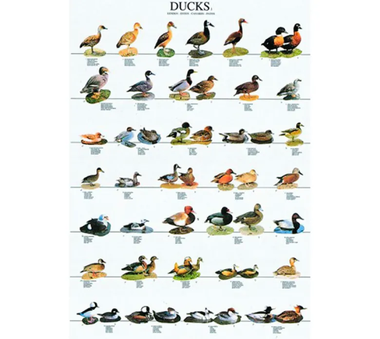Posters