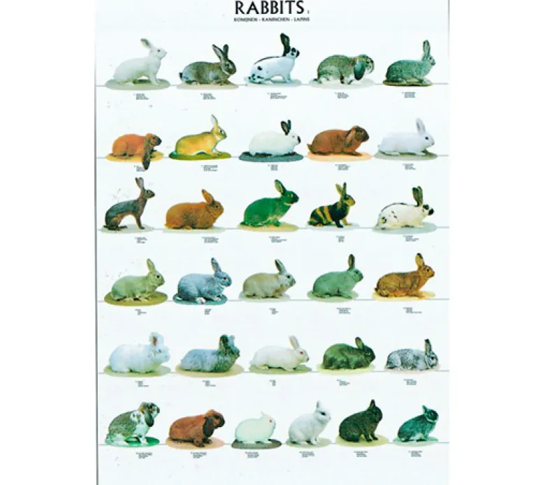 Posters