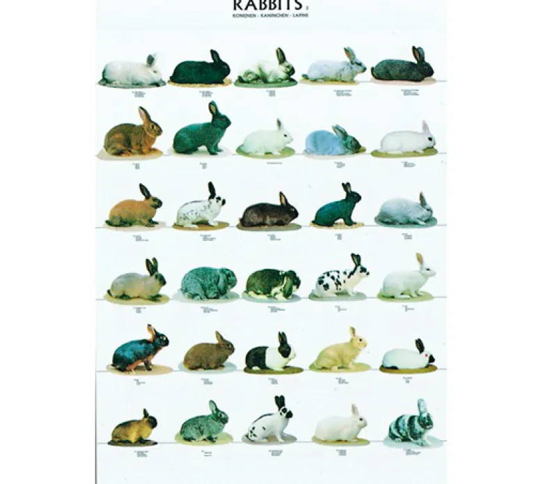 Posters