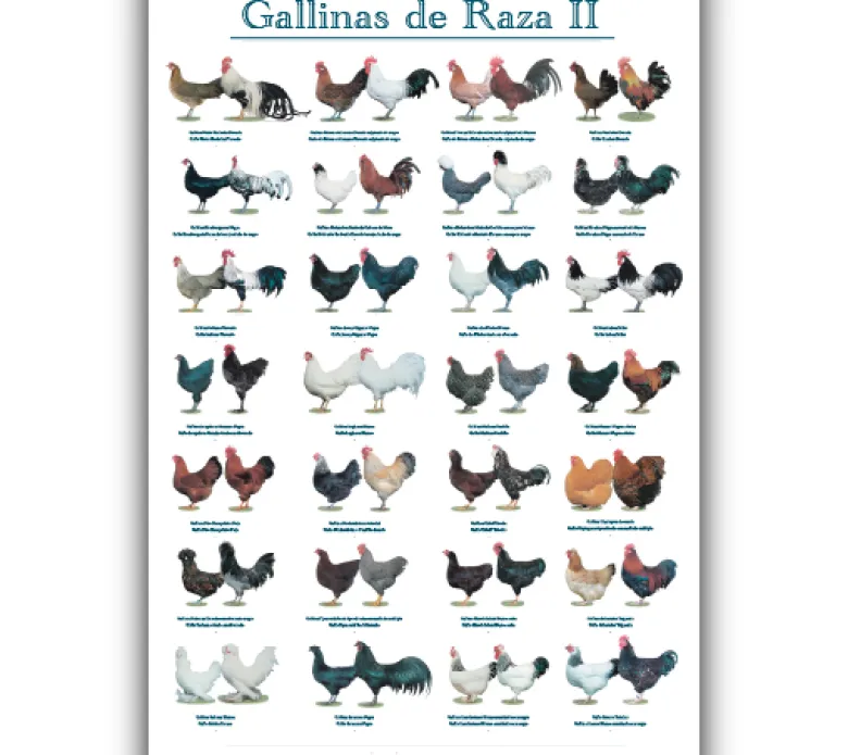 Posters