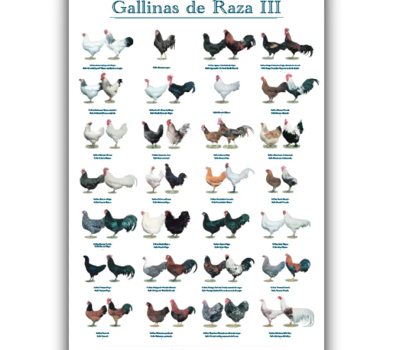 Posters
