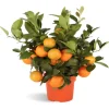 Rangpur Lime