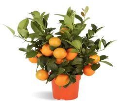Rangpur Lime
