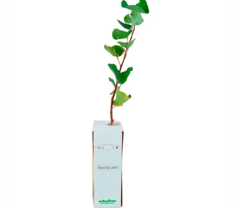 Árbol del amor