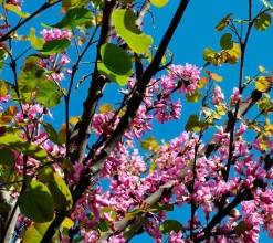 Árbol del amor