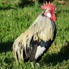 Recula enana