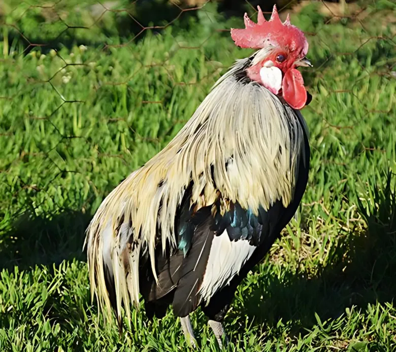 Recula enana