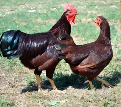Rhode Island enano