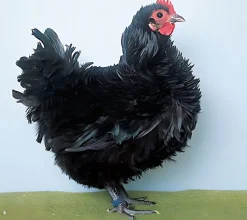 Rizada
