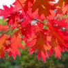 Roble