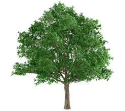 Roble