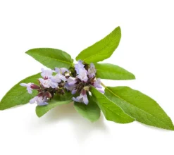 Salvia