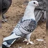 Satinette